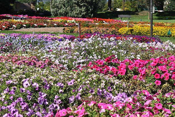 istock Colorado State University Flower Trial Garden 2238983650
