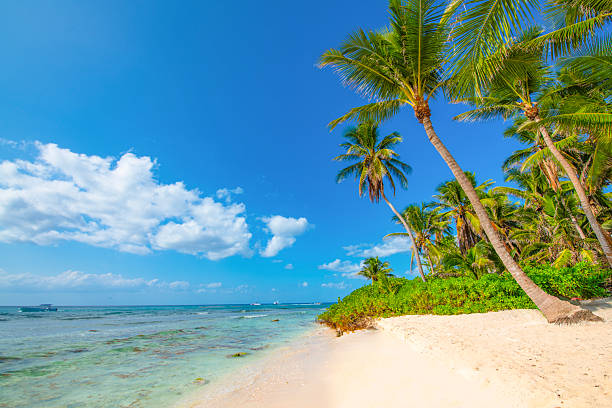 istock Saona Island, Dominican Republic 2238984662
