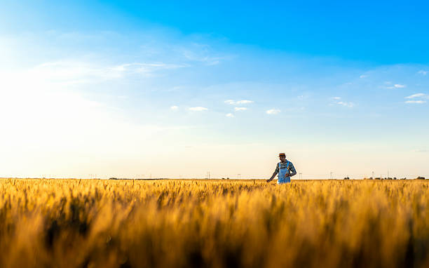istock Confident farmer standing in wheat field at sunset examining crop in his hands. 2238984801