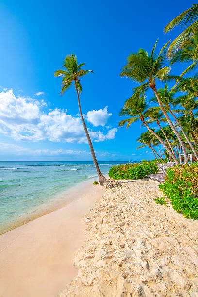 istock Saona Island, Dominican Republic 2238985959