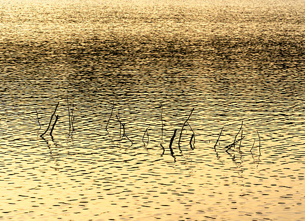 A photo of the surface of the water at sundown