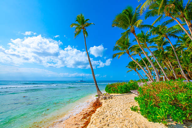 Coconut Palm trees on white sandy beach in Caribbean sea, Saona Island, Dominican Republic.