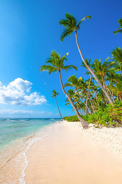 istock Saona Island, Dominican Republic 2238986233