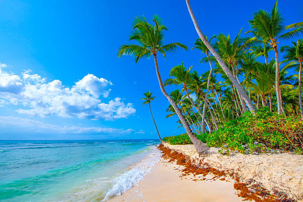 Coconut Palm trees on white sandy beach in Caribbean sea, Saona Island, Dominican Republic.