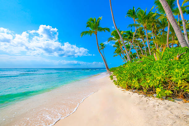 istock Saona Island, Dominican Republic 2238986509