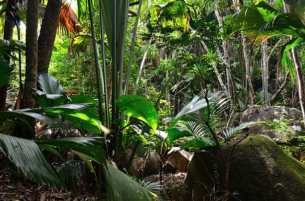 A tropical green rainforest on the Seychelles island Praslin, Valle de Mai