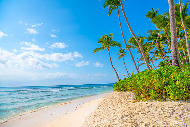 istock Saona Island, Dominican Republic 2238986809
