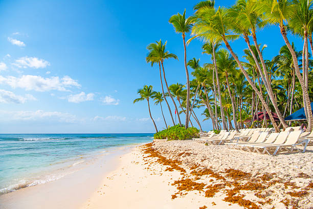 istock Saona Island, Dominican Republic 2238986810