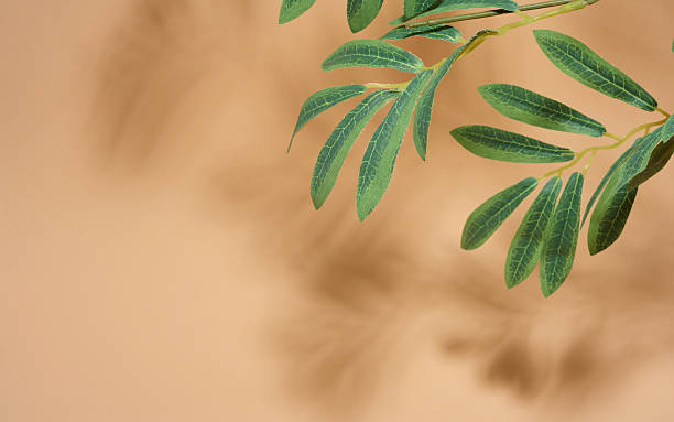 istock Soft, blurred shadows of leaves are cast across a brown background, creating a subtle and organic texture with copy space 2238988258