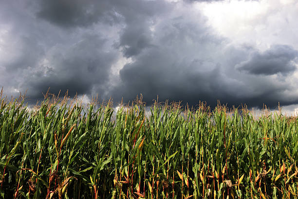 Close-up of dark storm clouds over green corn field. Agricultural landscape on summer