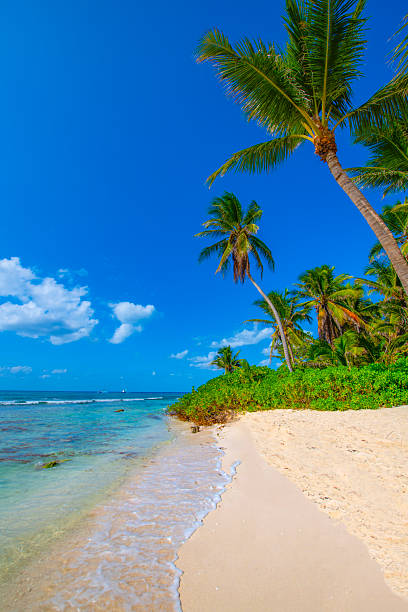 istock Saona Island, Dominican Republic 2238989886