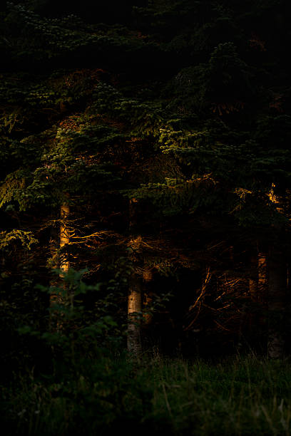 istock Evening sunlight filters through trees in a serene forest landscape at dusk 2238992881