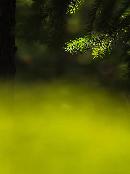 Bright green pine tree branches reach out from the dark shadows of the forest. Sunlight filters through, casting a beautiful glow on the undergrowth. A serene moment in nature.