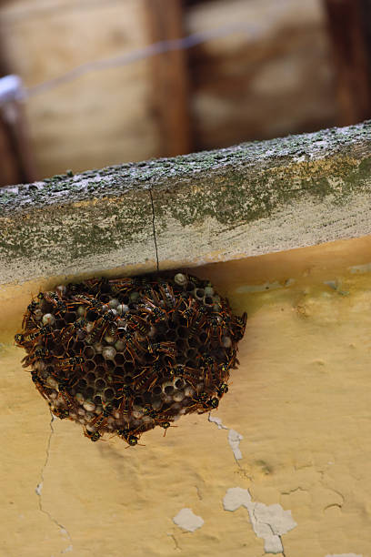 istock Many European wasps on a nest under a balcony 2238993660