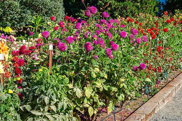A Dahlia garden at Point Defiance Park in Tacoma, Washington.