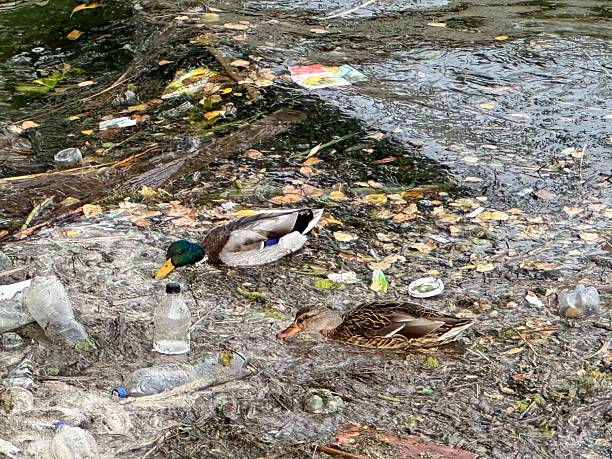 istock Ducks surrounded by floating plastic bottles and debris in heavily polluted water, environmental pollution, urban waste crisis, and threats to wildlife and natural habitats 2238996033