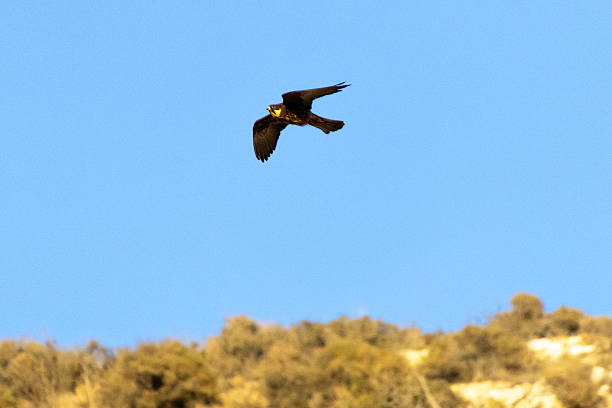 istock Eleonora's falcon, -  falco eleonorae.flying above a cliff 2238998848