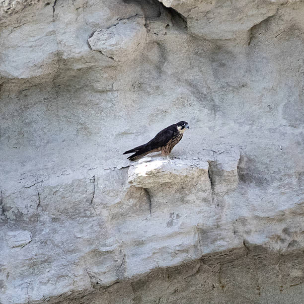 Bearded vulture or Gypaetus barbatus, perched on the rocks.