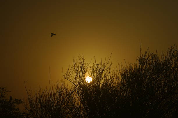 The round sun rises through silhouetted trees, casting a warm glow as birds fly across the morning sky. A peaceful, golden moment at dawn.