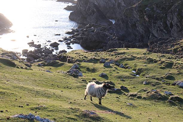 istock Achill Island Sheep 2238999122