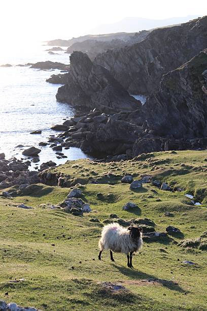 istock Achill Island Sheep 2238999123