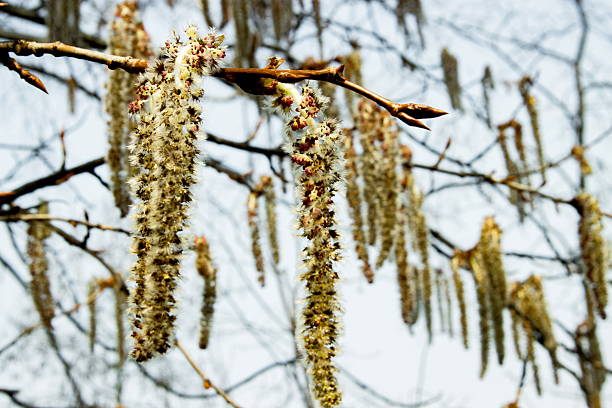 istock Flowers bloom on tree branches during early spring in a serene outdoor setting with clear skies and soft sunlight shining through 2238999799