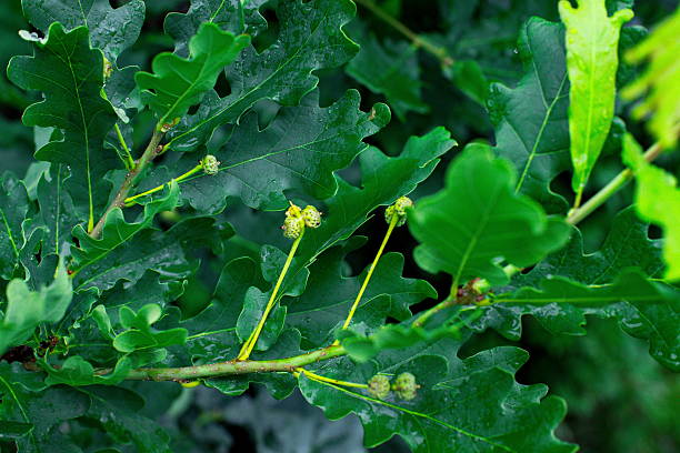 istock Oak tree branches with vibrant green leaves and developing acorns captured on a wet day in a lush forest 2239000514