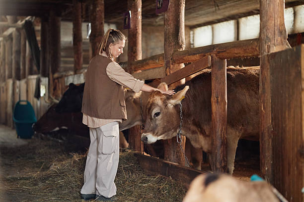 istock Young Caucasian Woman Feeding Cow Inside Barn during Morning Farm Routine 2239001689