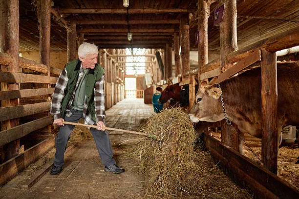 istock Senior Caucasian Man Feeding Cows with Hay Inside Rustic Barn Setting 2239001708
