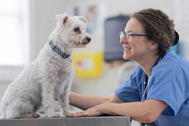 istock Friendly Veterinarian Smiles At A Small White Dog During A Veterinary Checkup 2239004643