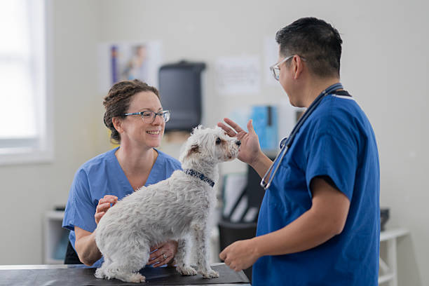 istock Caring Veterinarian Examines Small White Dog with Assistant in Bright Veterinary Clinic 2239004656
