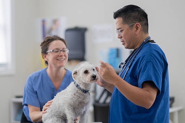 istock Veterinary Team Examines Small White Dog During Checkup At Modern Clinic 2239004657