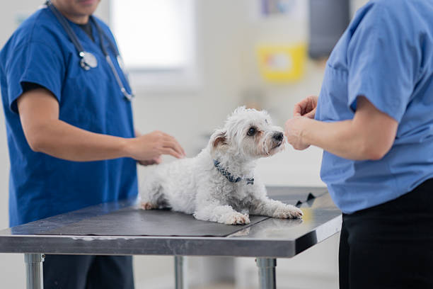 A small white dog sits calmly on an examination table while two veterinary professionals in blue scrubs prepare for treatment. The scene conveys pet care, veterinary wellness, and gentle medical attention.