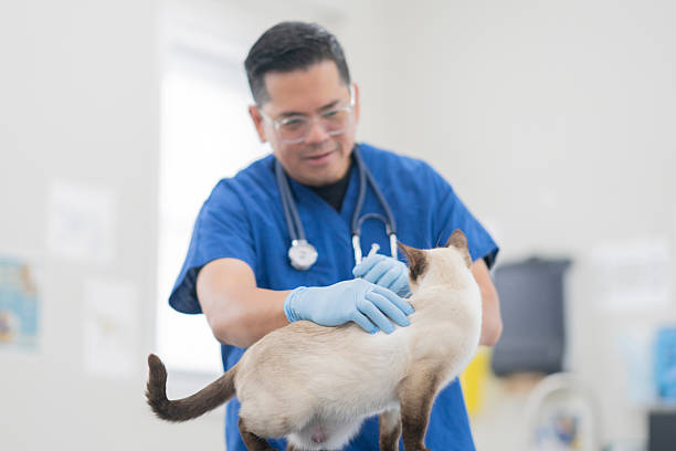 istock Friendly Veterinarian Examines Cat In Clinic While Wearing Gloves And Stethoscope 2239004716