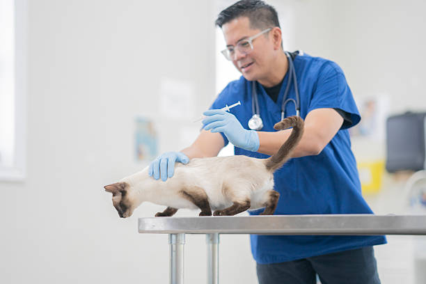 istock Asian Veterinarian Administers Care During Cat Checkup On Stainless Exam Table In Modern Clinic 2239004730