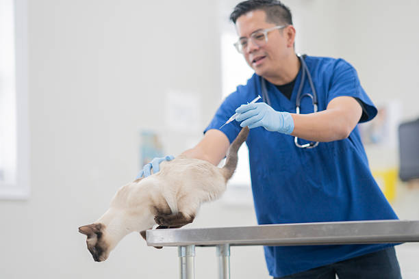 istock Veterinary Professional Administers Injection to Cat on Exam Table in Clinic Setting 2239004731