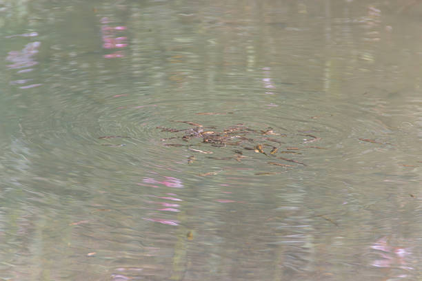 Salmon spawn in Tern Lake on the Kenai Peninsula of Alaska