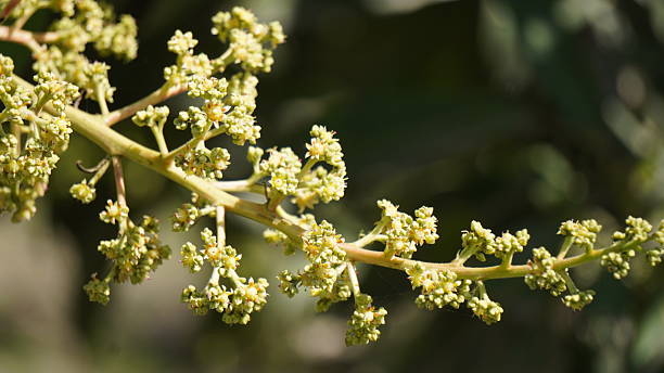 istock Close-up of Delicate Mango Tree Blossoms on Branch 2239005036