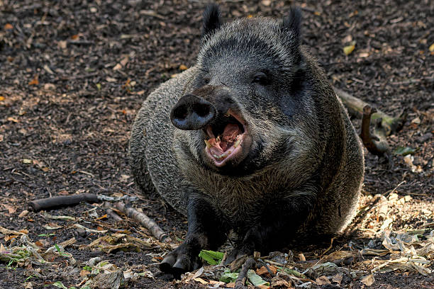 Wildlife Sanctuary. Germany. Large wild boar sits on forest floor with open mouth. A powerful animal captured in its natural habitat