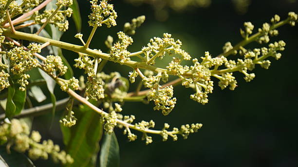 istock Close-up of Delicate Mango Tree Blossoms on Branch 2239006463