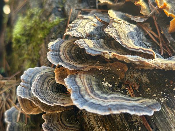 istock Wild forest mushrooms on old tree trunk – autumn nature close-up 2239006894