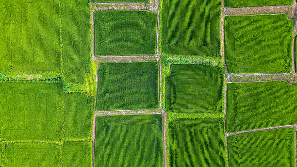 istock Rice fields in South Korea , seen from above 2239008347