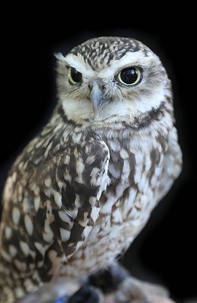 istock owl with yellow beak and huge eyes against black background 2239010637