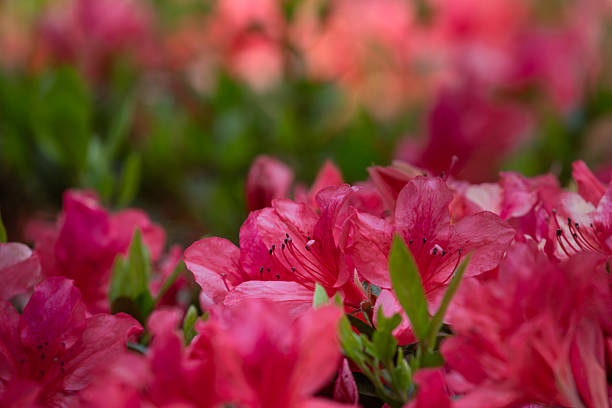 Pink and white azalea flowers blooming beautifully along a pedestrian sidewalk in Tokyo, Japan