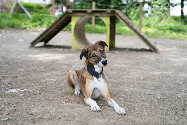 A mixed-breed dog tilts its head while sitting on the ground in front of an agility tunnel at a training park in Annecy, Haute-Savoie, France