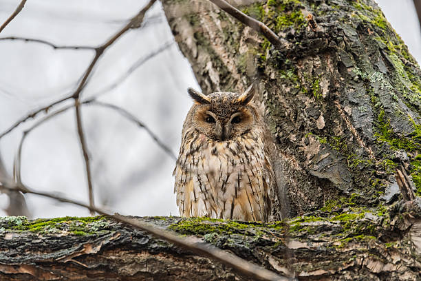 istock Long-eared owl (Asio otus), looking forward with wide opened eyes 2239026314