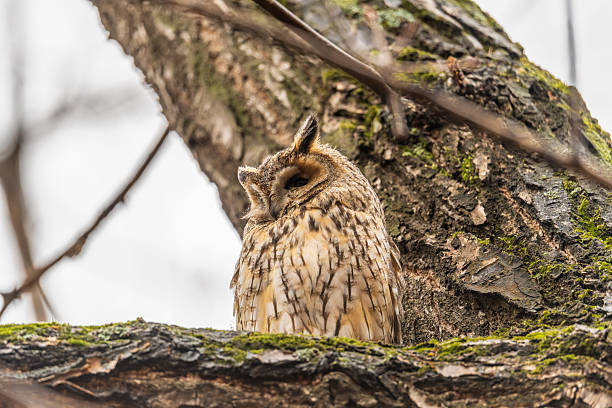 istock Long-eared owl (Asio otus), looking forward with wide opened eyes 2239026333