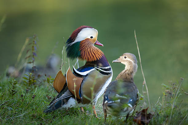 Mandarin duck is walking on grass near by river.\nMunich - German.