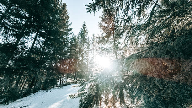 Sunlit Winter Forest Landscape with Snow