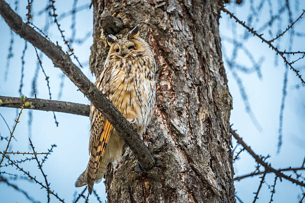 istock Long-eared owl (Asio otus), looking forward with wide opened eyes 2239028095